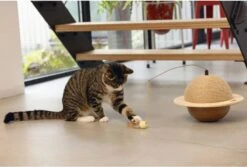 Designed By Lotte Kattenkrabbol Wiggly 29.5x20 Cm Hout 8 Designed By Lotte Kattenkrabbol Wiggly 29.5x20 Cm Hout -Kattenbenodigdheden Winkel 1200x813 1