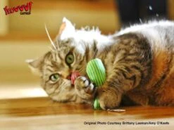 Yeowww! Stinkies Sardientje - Rood Met Sterren - 7.5 Cm - Catnip Kattenkruid ( Kattenspeeltjes ) 5 Yeowww! Stinkies Sardientje - Rood Met Sterren - 7.5 Cm - Catnip Kattenkruid ( Kattenspeeltjes ) -Kattenbenodigdheden Winkel 1200x899 1