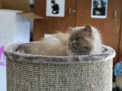 Petrebels Dome 80 Krabton Voor Katten -Cappuccino - Ø 45 X 80 Cm - Stabiel 13 Petrebels Dome 80 Krabton Voor Katten -Cappuccino - Ø 45 X 80 Cm - Stabiel -Kattenbenodigdheden Winkel 1200x900 14