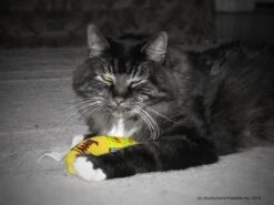 Yeowww! Chicata Banana - Speeltje Voor Katten Met Kattenkruid - De Meest Krachtige Catnip Ter Wereld – Onweerstaanbaar – Katoen – 17.7 Cm - Geel -Kattenbenodigdheden Winkel 1200x900