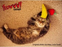 Yeowww! Chicata Banana - Speeltje Voor Katten Met Kattenkruid - De Meest Krachtige Catnip Ter Wereld – Onweerstaanbaar – Katoen – 17.7 Cm - Geel -Kattenbenodigdheden Winkel 1200x907 1