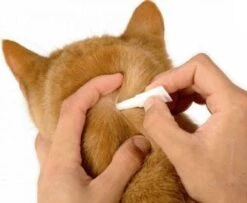 Beaphar Fiprotec Kat - Vlooienbestrijding - >1 Kg - 4 Pipetten -Kattenbenodigdheden Winkel 1200x987 1