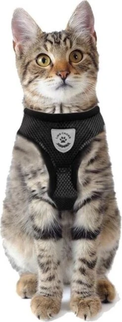 Merkloos Kattentuigje Met Looplijn | Zwart Kattenharnas | Easy Step In | Kattenriem | Kattenlijn | Kattentuig | Maat S 13 Merkloos Kattentuigje Met Looplijn | Zwart Kattenharnas | Easy Step In | Kattenriem | Kattenlijn | Kattentuig | Maat S -Kattenbenodigdheden Winkel 457x1200