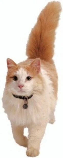 Petsafe 980 Kattenluik Magneetsleutel - Zilver -Kattenbenodigdheden Winkel 478x1200