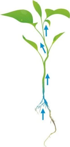 Cat's Best Oko Plus Korrels - Kattenbakvulling - 40 L -Kattenbenodigdheden Winkel 574x1200 1