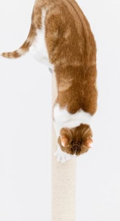 Petrebels Maine 90 Krabpaal - Cappuccino - 40 X 40 X 90 Cm - Extra Stabiel -Kattenbenodigdheden Winkel 652x1200