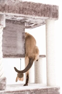 Petrebels Lodge 107 Krabpaal - Cappuccino - Design - Zeer Stabiel -Kattenbenodigdheden Winkel 800x1200 17