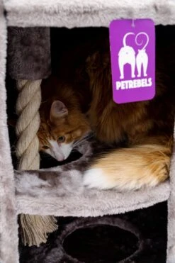 Petrebels Superdome 120 Krabton Voor Katten - Cappuccino - 49 X 49 X 120 Cm -Kattenbenodigdheden Winkel 800x1200 49