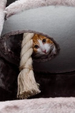 Petrebels Superdome 120 Krabton Voor Katten - Cappuccino - 49 X 49 X 120 Cm -Kattenbenodigdheden Winkel 800x1200 50