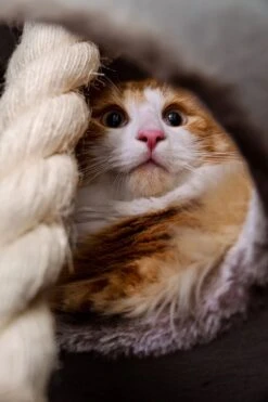 Petrebels Superdome 120 Krabton Voor Katten - Cappuccino - 49 X 49 X 120 Cm -Kattenbenodigdheden Winkel 800x1200 52