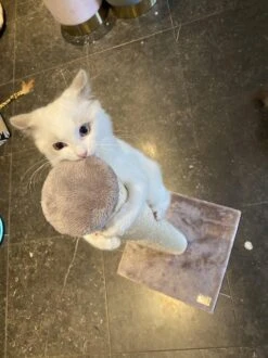 Petrebels Maine 90 Krabpaal - Cappuccino - 40 X 40 X 90 Cm - Extra Stabiel -Kattenbenodigdheden Winkel 899x1200 14