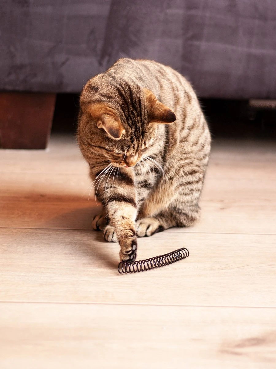 Kattenveertjes Klein - 10 Stuks | Zwart Wit | Kattenspeeltjes | Kattenspeelgoed 1 Kattenveertjes Klein - 10 Stuks | Zwart Wit | Kattenspeeltjes | Kattenspeelgoed