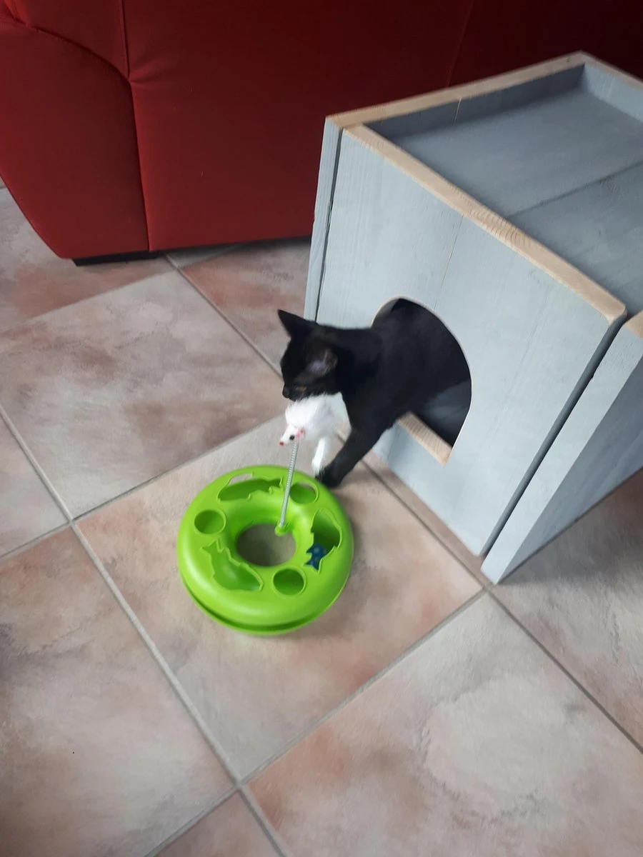 Bronneger Exclusive - Kattenhuis - XXL - Kattenbak Ombouw Kast - Kattenmand 10 Bronneger Exclusive - Kattenhuis - XXL - Kattenbak Ombouw Kast - Kattenmand - Afbeelding 10